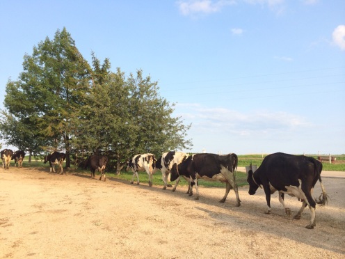 Wisconsin cows going to pasture image.jpg